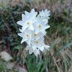 Narcissus papyraceus Cvet