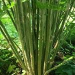 Osmundastrum cinnamomeum Hoja