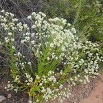 Pseudognaphalium californicum Blomst