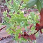 Ceanothus thyrsiflorus Folha