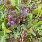 Glechoma hederacea 花