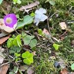 Oxalis acetosellaFlor