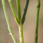 Hypericum gentianoides Feuille