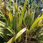 Phormium tenaxList