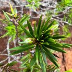 Melaleuca gnidioides Yaprak