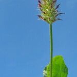 Trifolium incarnatum Habitus