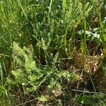 Lepidium campestre ᱛᱟᱦᱮᱸ