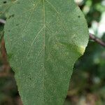 Dombeya punctata Blatt