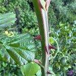 Rubus ulmifolius Bark