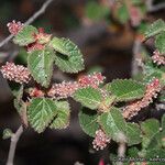 Acalypha californica Plante entière