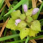 Lamium hybridum Fleur