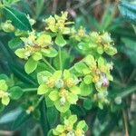 Euphorbia flavicoma Blüte