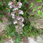 Acanthus montanus Flower