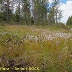 Trichophorum alpinum Habitat