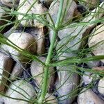 Equisetum arvense പുറംതൊലി