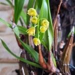 Cymbidium madidumΛουλούδι