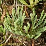 Lycopodium × oellgaardii Habit