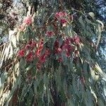 Eucalyptus sideroxylon 花