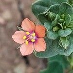 Lysimachia arvensis Blomma