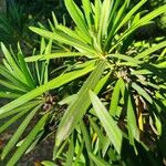 Podocarpus neriifolius Leaf