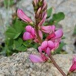 Onobrychis montana Flor