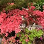 Rhododendron kaempferi Blomma