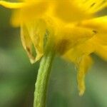 Ranunculus parviflorus Flower