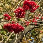 Viburnum opulus Vaisius