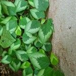 Euphorbia graminea Leaf