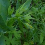 Cerinthe glabra Hábito