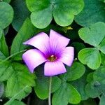 Oxalis hispidula Кветка