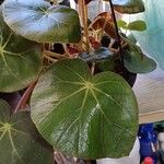 Begonia erythrophylla Φύλλο