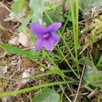 Pinguicula grandiflora Flor