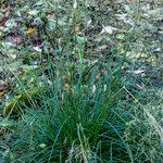 Deschampsia cespitosa Leaf