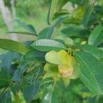 Hymenocardia acida Fruit