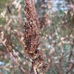 Spiraea tomentosa Gyümölcs