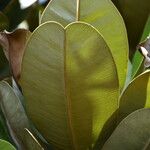 Labourdonnaisia glauca Leaf