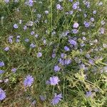 Cichorium endiviaBlomst