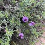 Glandularia tenera Flower