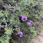 Verbena tenera Flower