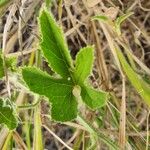 Cucumis prophetarum Blatt