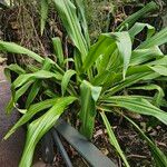 Crinum asiaticum Hàbitat