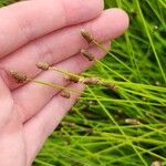 Eleocharis obtusa Flower