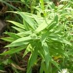 Symphyotrichum lanceolatum Leaf