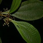 Miconia laxivenula List