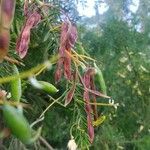 Acacia verticillata Frucht