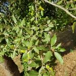 Quercus rotundifolia Fruit