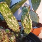 Opuntia triacanthos List