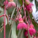 Eucalyptus sideroxylon फूल