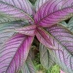 Strobilanthes auriculata Yaprak